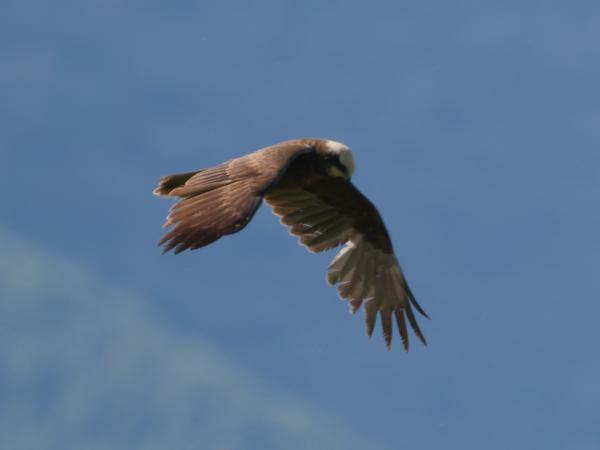 <h3>Circus&nbsp;aeruginosus / Western&nbsp;marsh&nbsp;harrier / Bruine&nbsp;kiekendief</h3>OM-1 Mark II met OLYMPUS M.150-400mm F4.5, 1/2000 sec  bij F4.5, ISO 400, afstand 96.9&nbsp;m